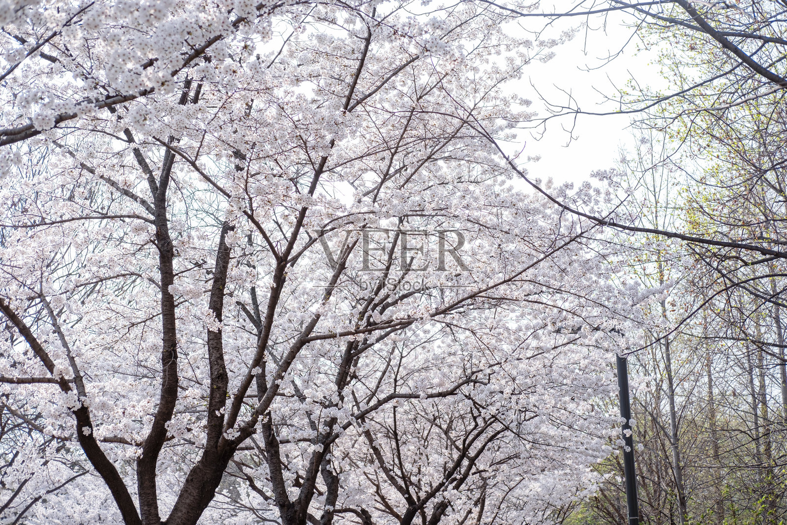 春天的樱花树，柔焦效果，位于韩国首尔森林照片摄影图片