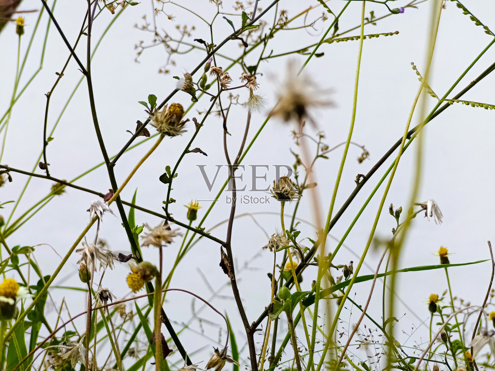 野草。照片摄影图片