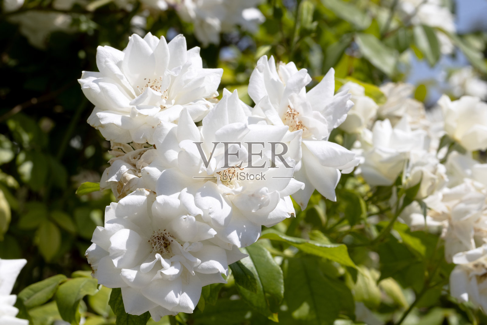 优雅的白玫瑰在花园中，特写展现出细腻的花瓣和柔和的色调。这个构图象征着精致、爱情和自然美的永恒魅力。照片摄影图片