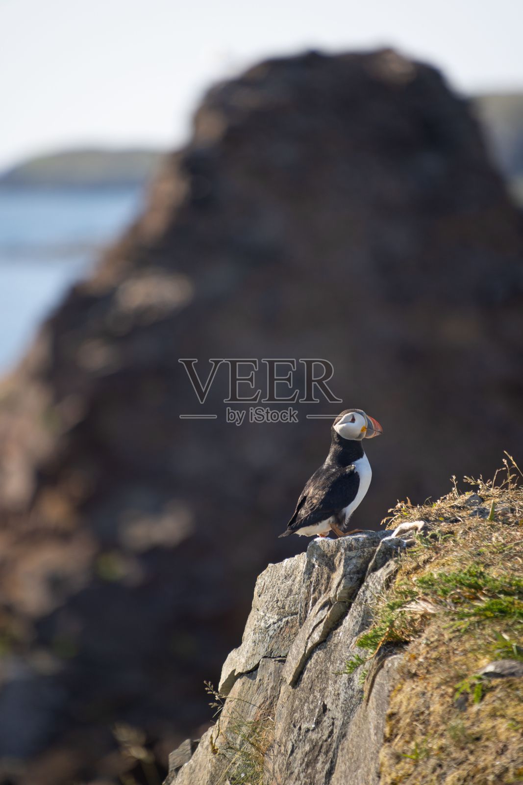岩石悬崖上的海雀照片摄影图片