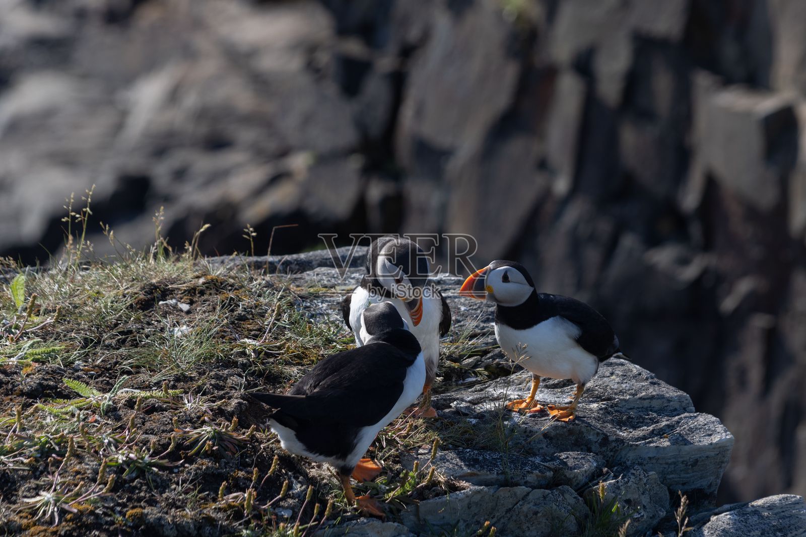 岩石悬崖上的海雀照片摄影图片