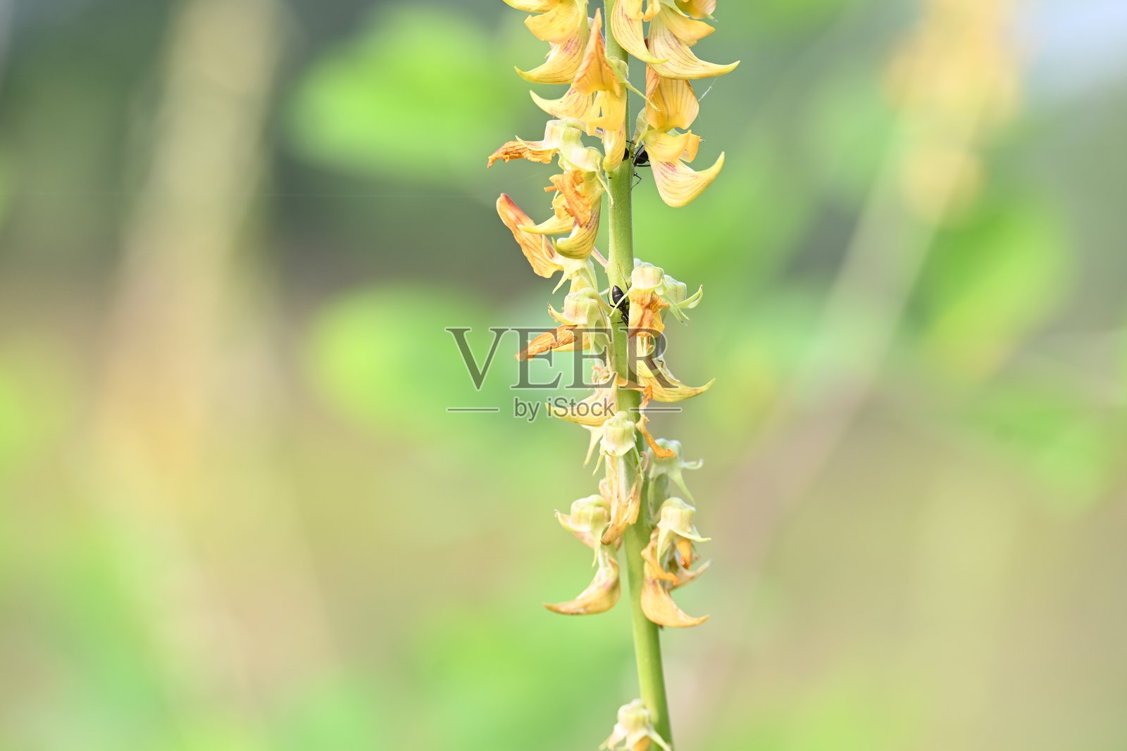 黄花植物上的蚂蚁。照片摄影图片