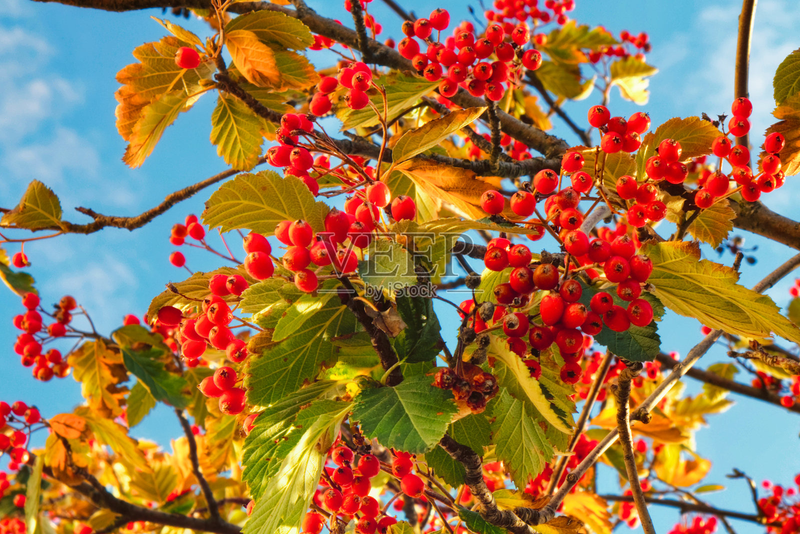 秋天蓝天背景下的一枝成熟的红色浆果。照片摄影图片