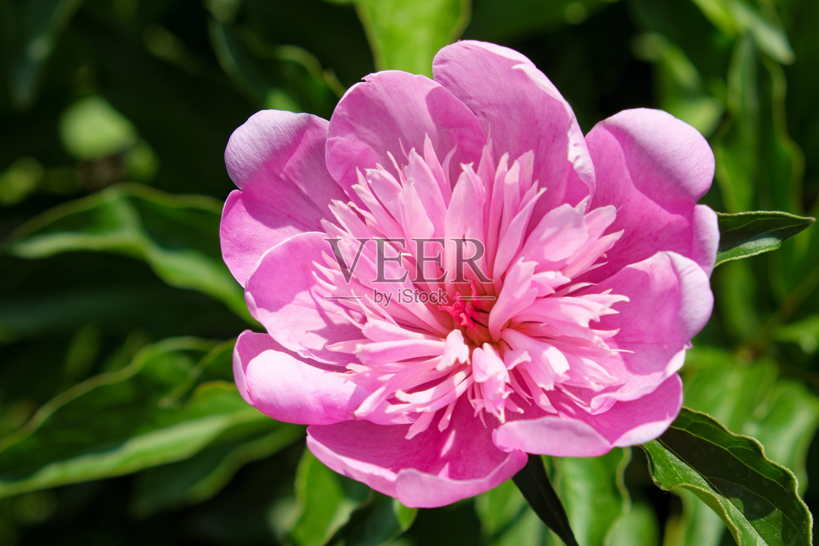 大粉色牡丹。花瓣为粉色的花。照片摄影图片