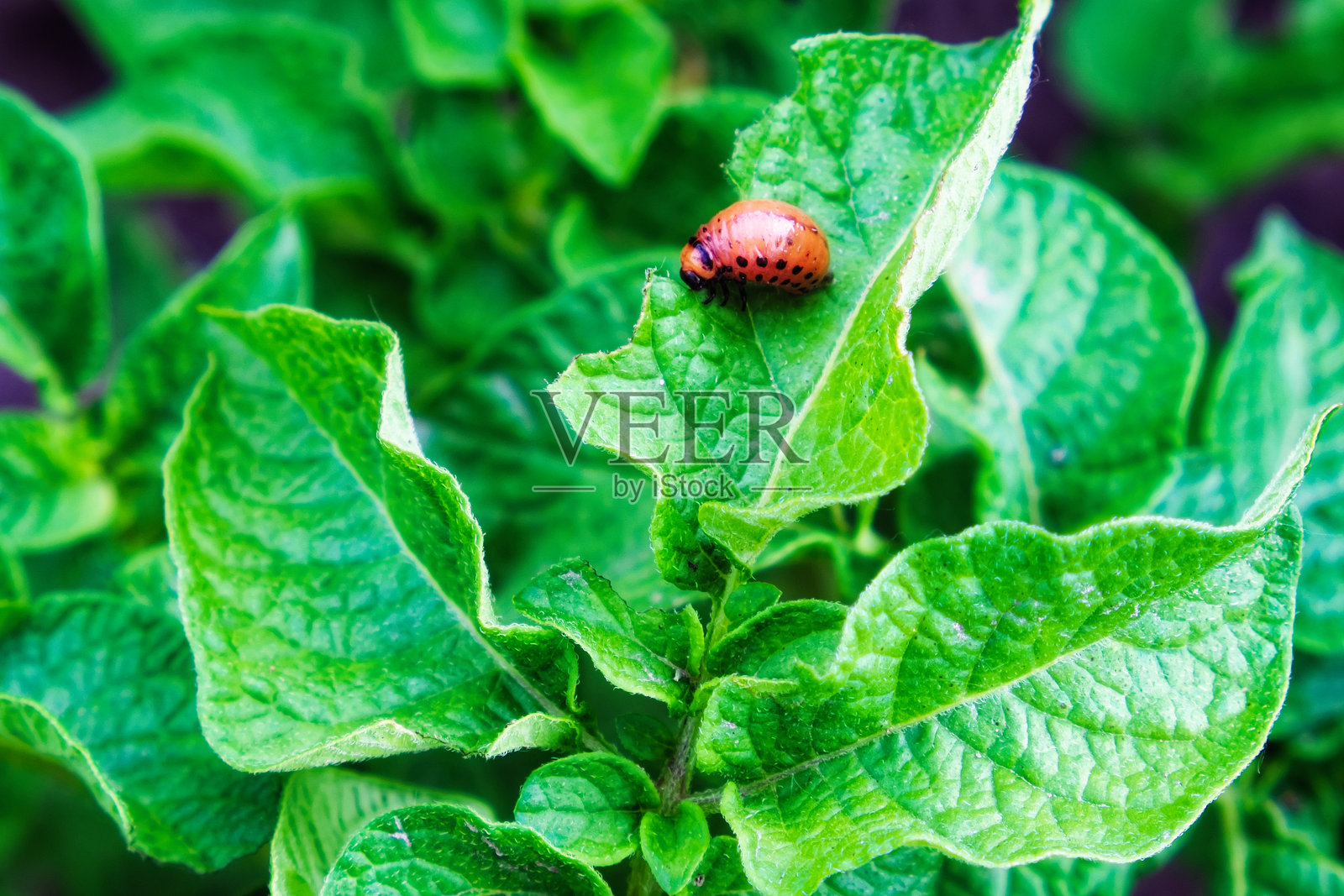 科罗拉多土豆甲虫幼虫在土豆叶子上。照片摄影图片