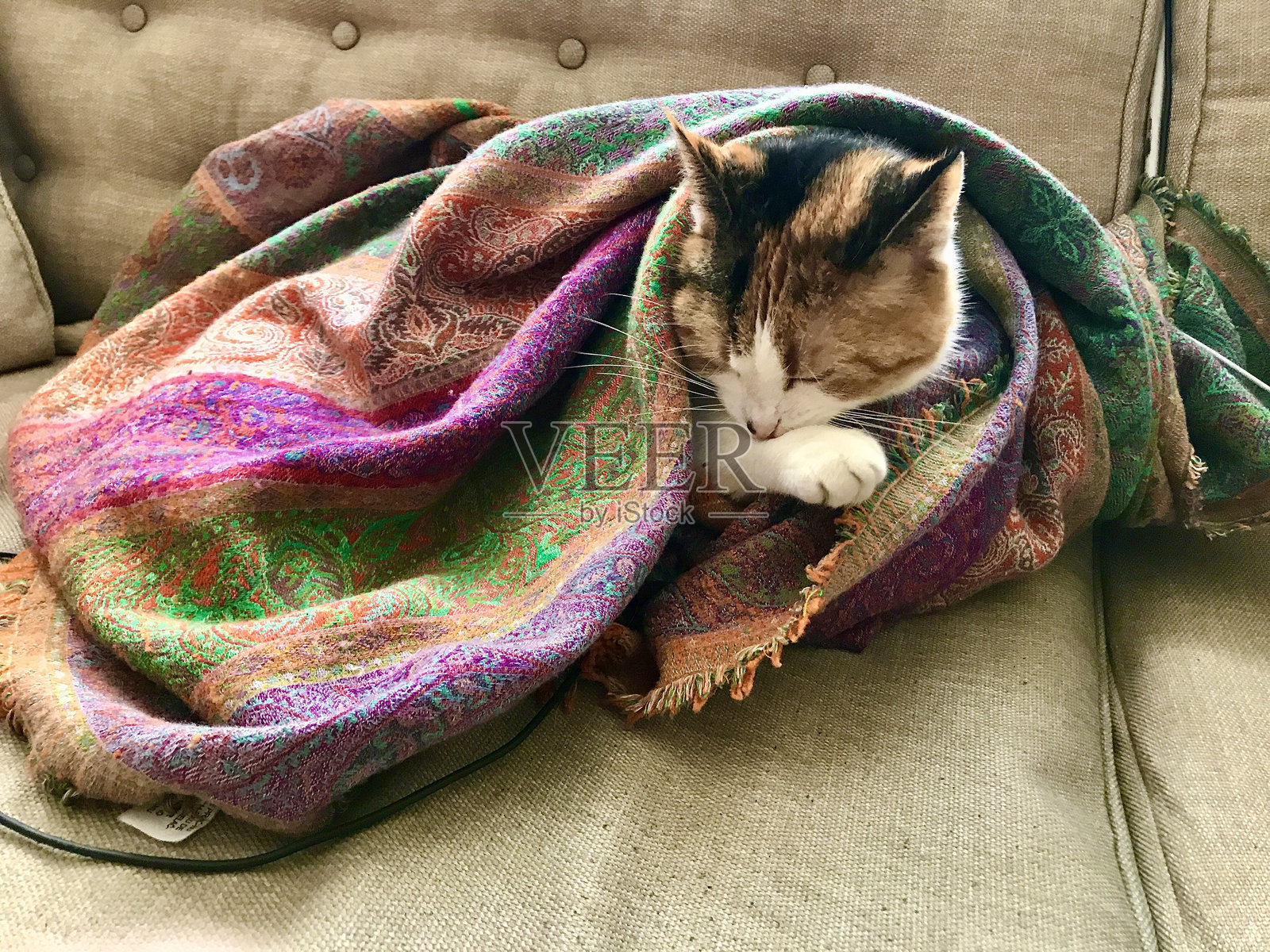 困倦的小猫照片摄影图片