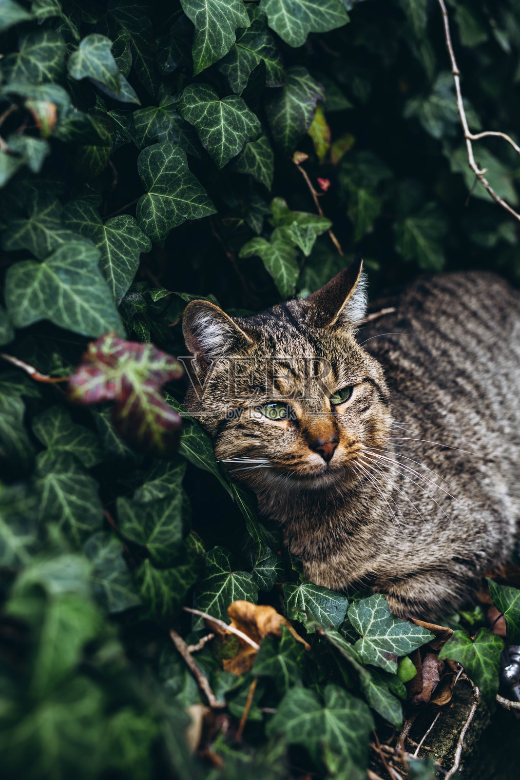 灰色猫咪坐在草地上，与自然户外环境融为一体照片摄影图片