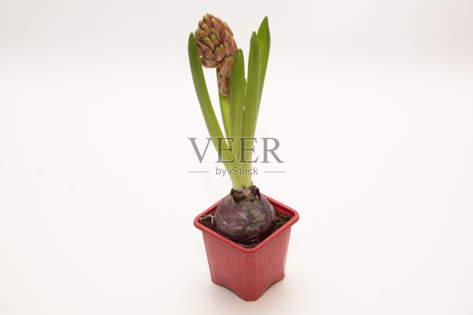 春季球根花卉在花盆中照片摄影图片