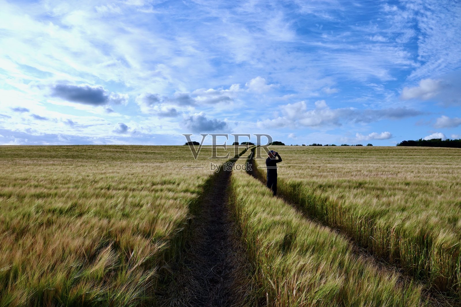 科普尔小麦田照片摄影图片