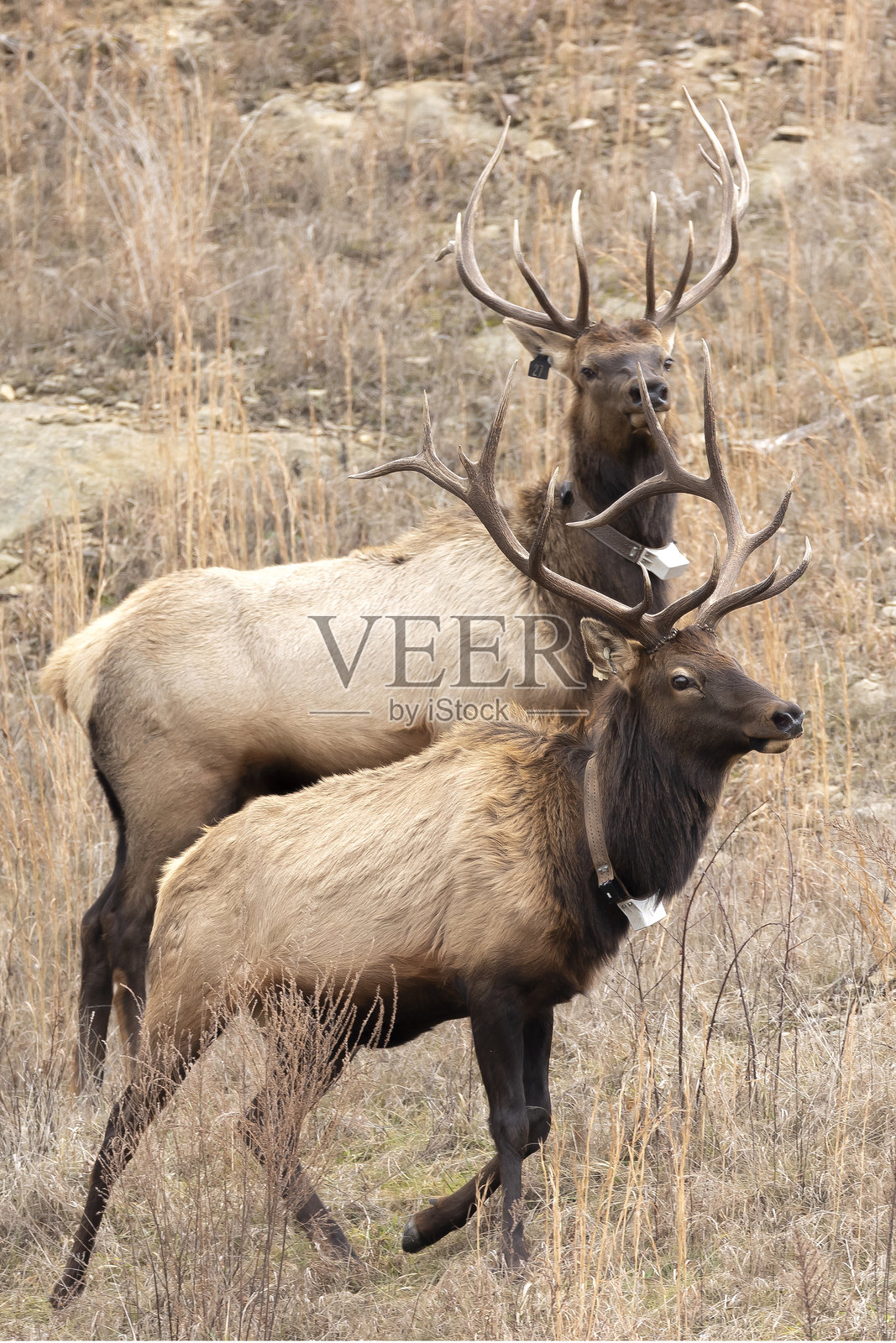 驼鹿照片摄影图片