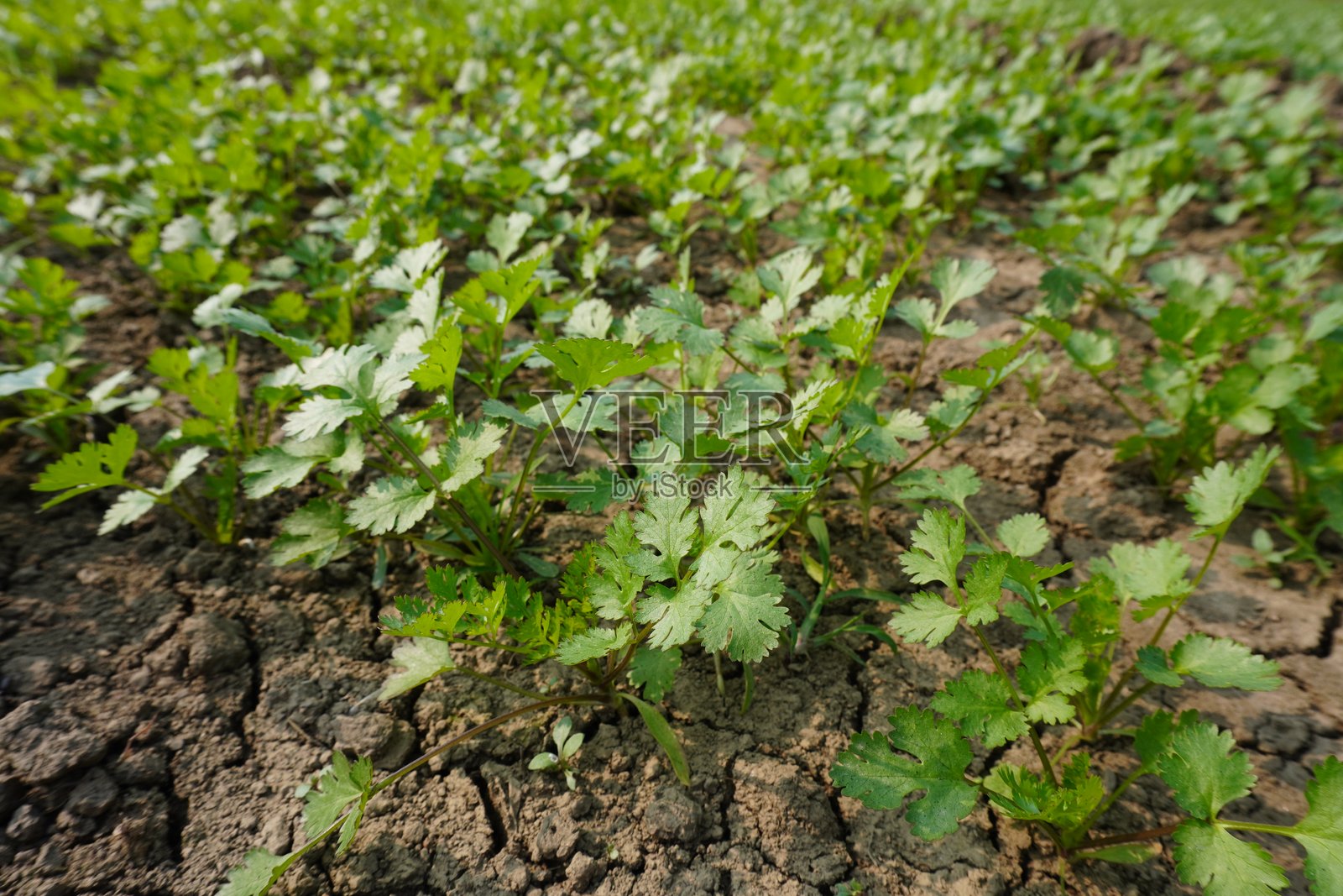 香菜已在农田中种植。照片摄影图片