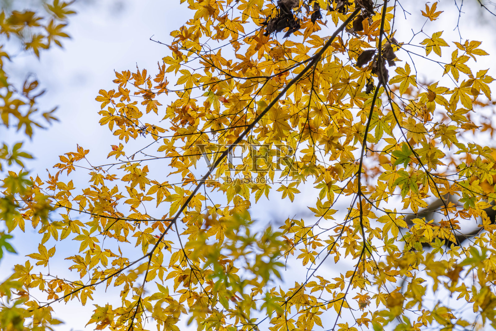 金色秋叶在阳光下熠熠生辉照片摄影图片