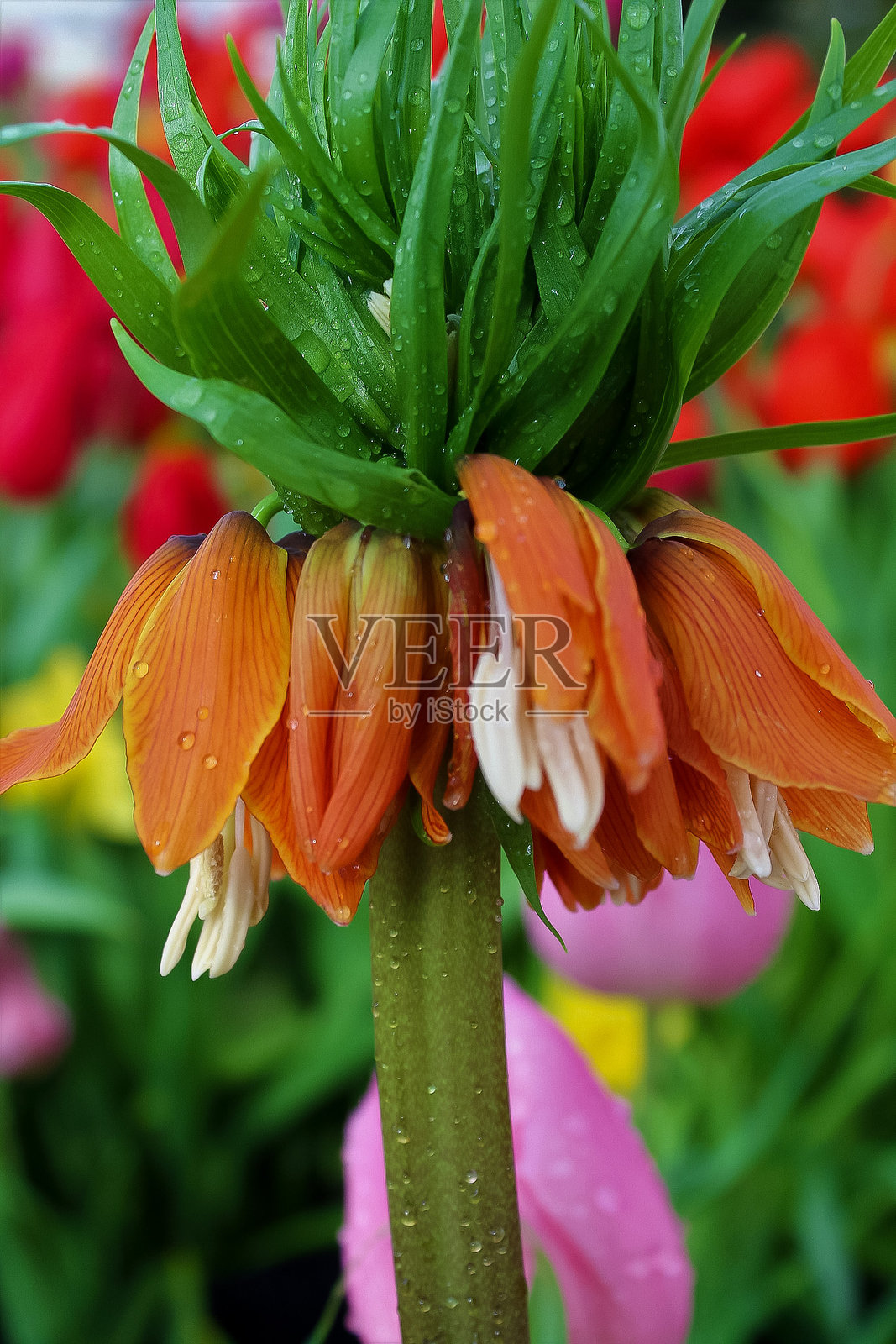 帝王榛鸡花照片摄影图片