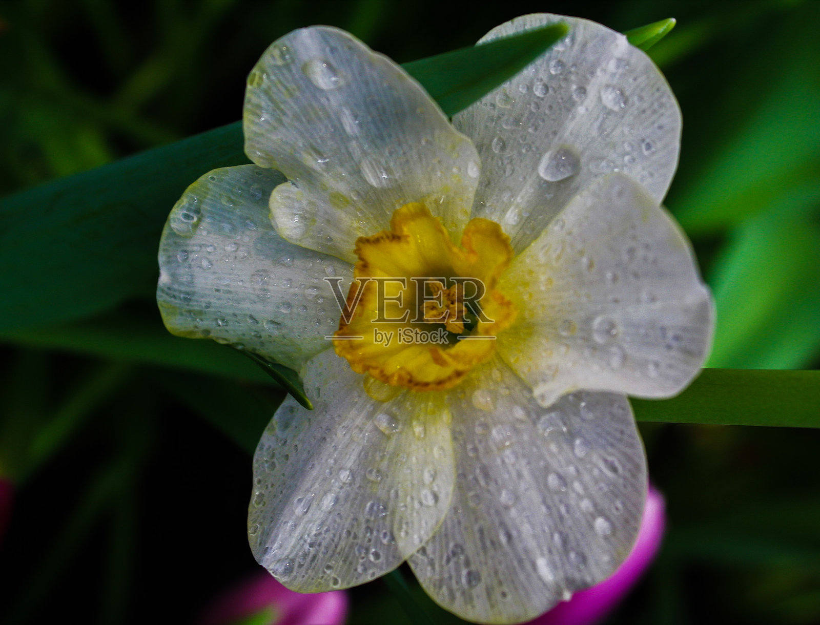 自恋者照片摄影图片