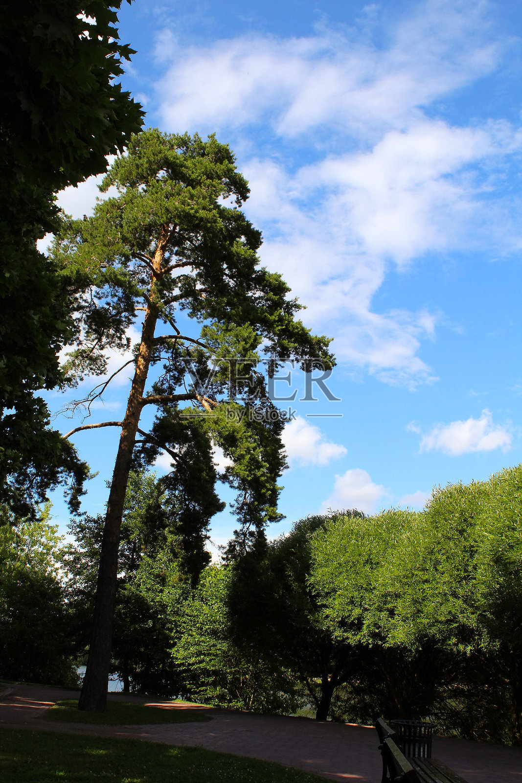 在阳光明媚的晴天公园里照片摄影图片