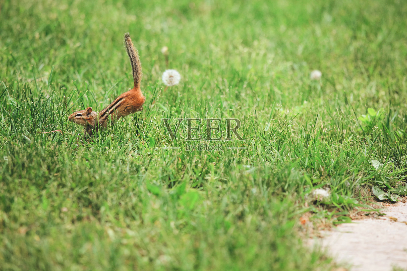 花栗鼠在草地上奔跑照片摄影图片
