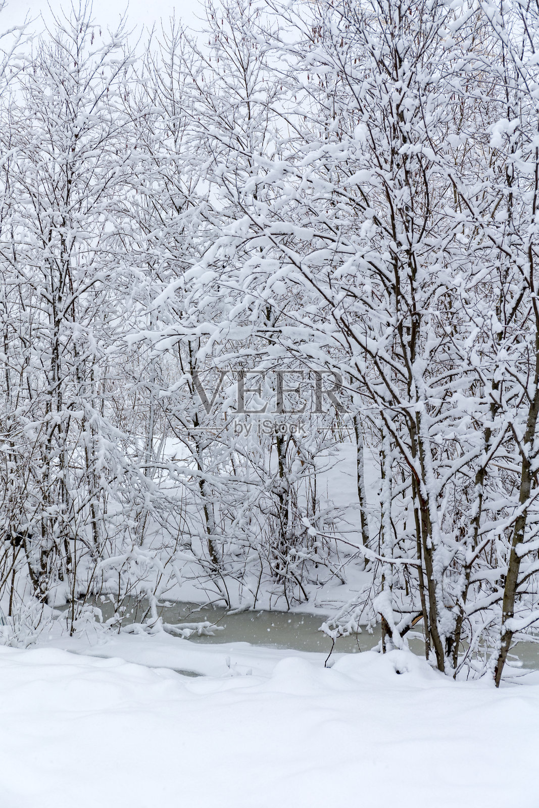 春天雪下的植物照片摄影图片