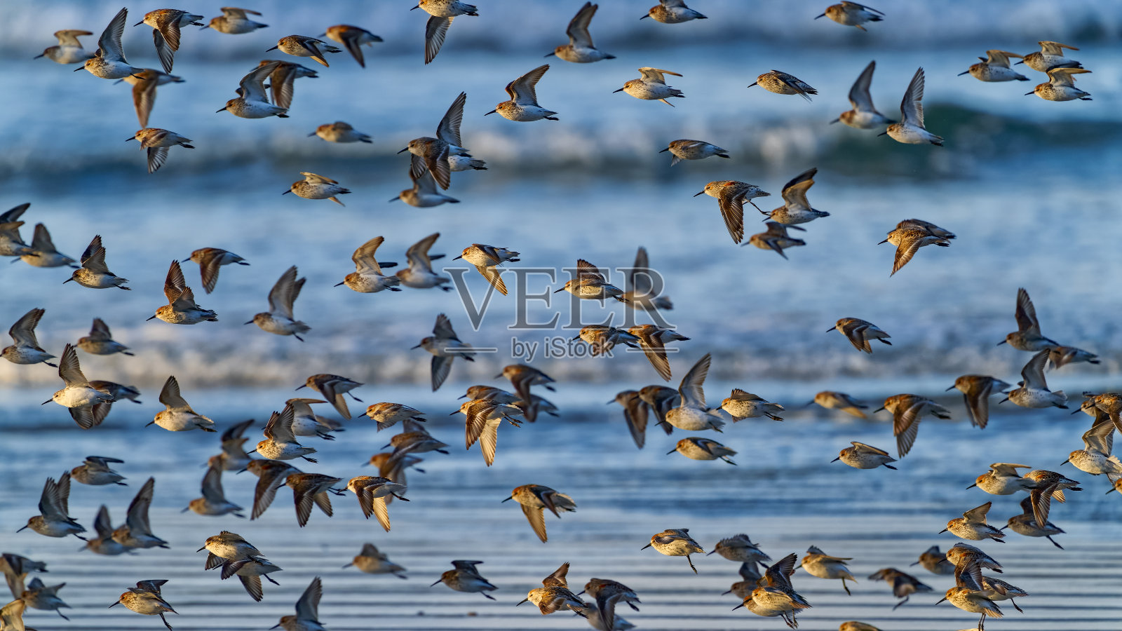 不列颠哥伦比亚省温哥华岛照片摄影图片