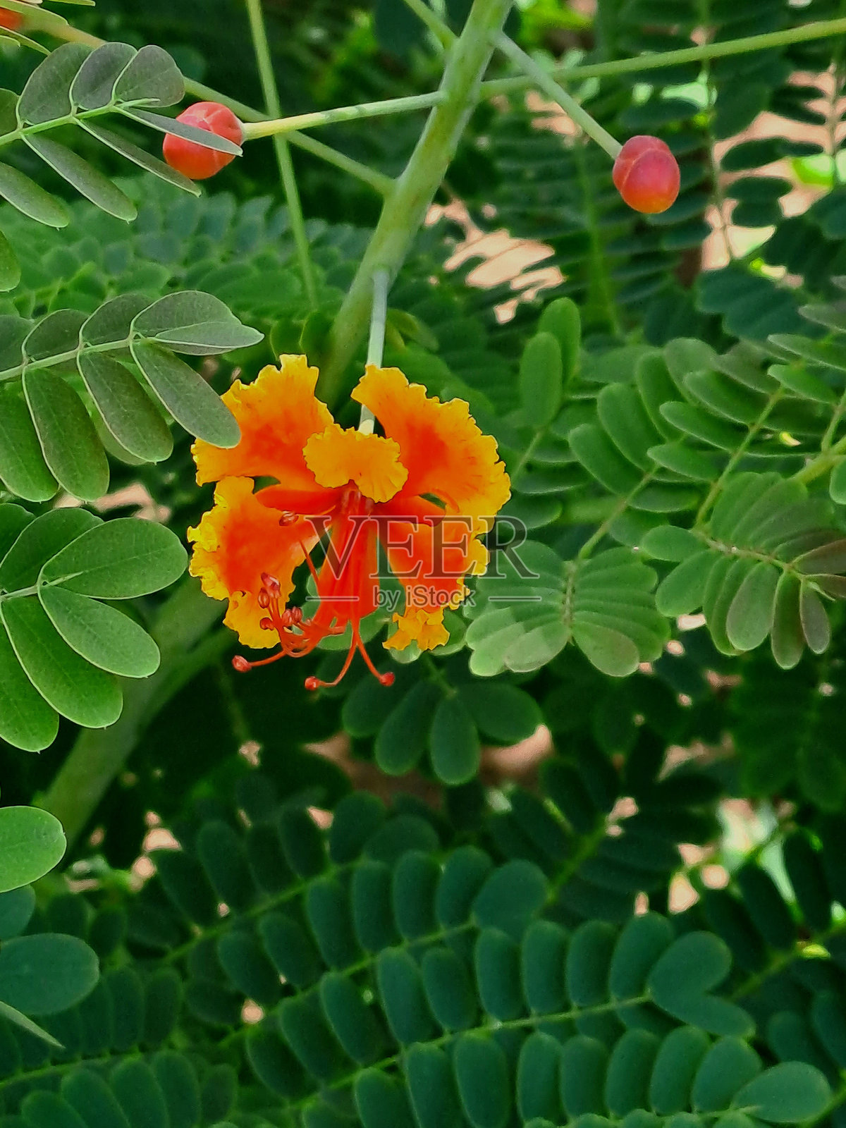 孔雀花照片摄影图片