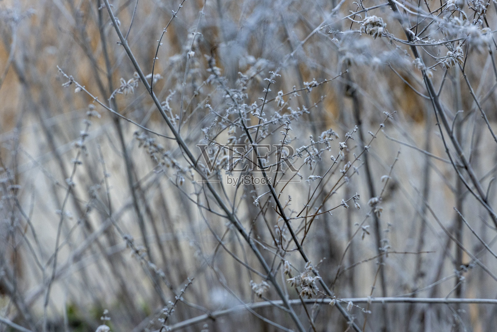 俄罗斯鼠尾草，蓝色尖塔，冬季植物特写，自然背景，花园设计照片摄影图片