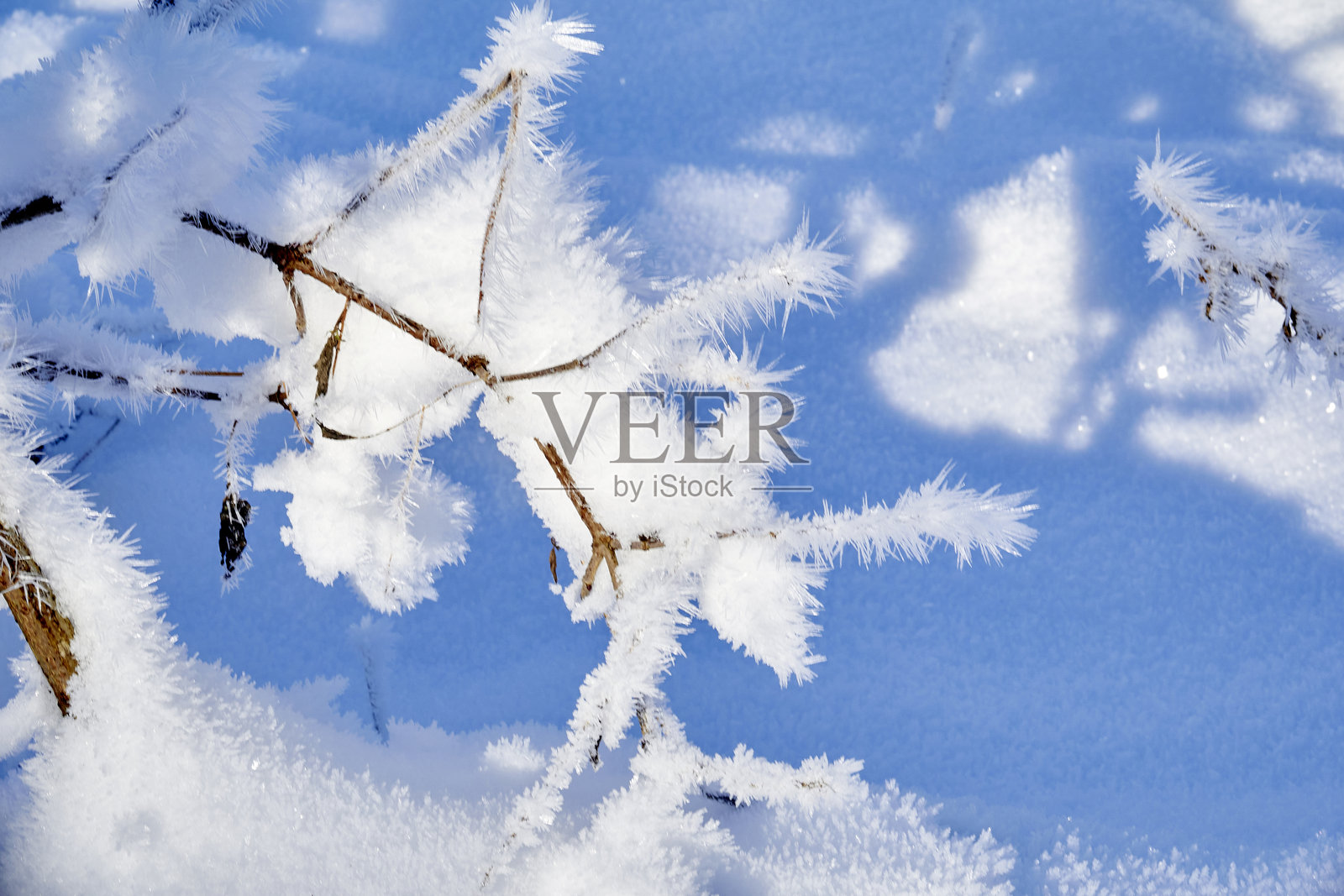 被雪覆盖的刺状植物照片摄影图片