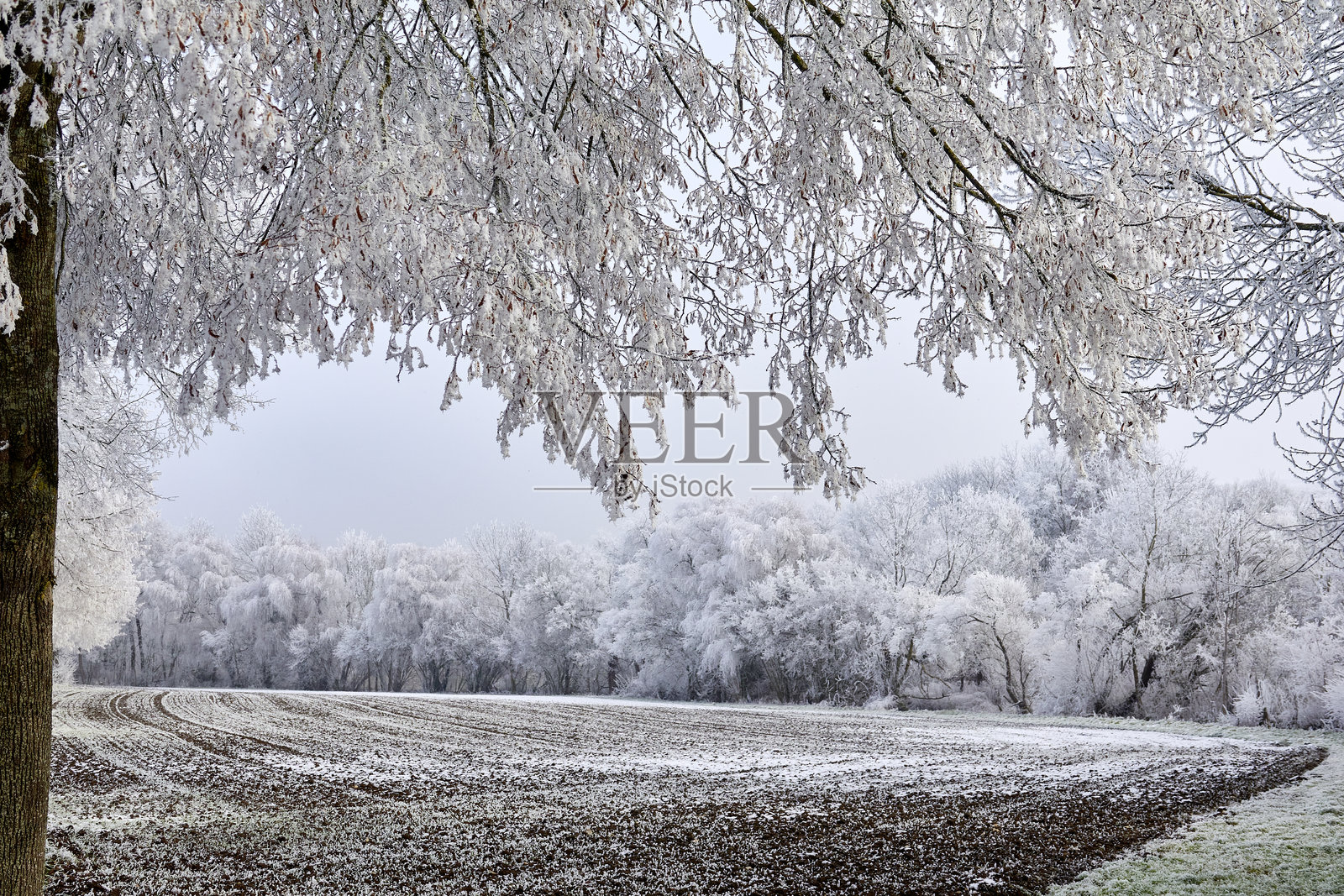 冬季风景，森林、农田和草地，顶部被白色树枝框住照片摄影图片