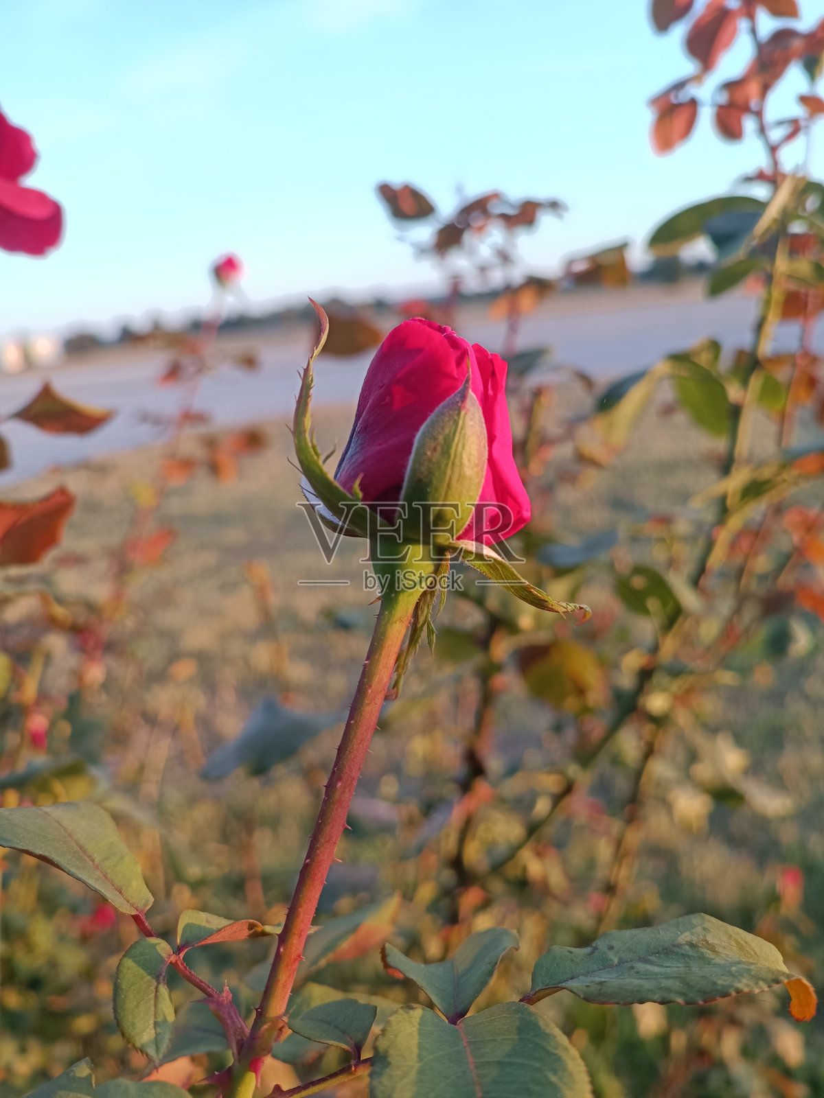 自然光下的红玫瑰花苞特写照片摄影图片