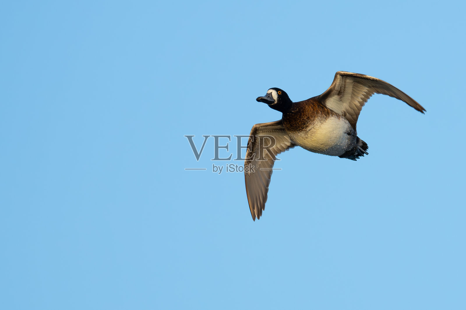 飞行中的雌性潜鸭肖像照片摄影图片