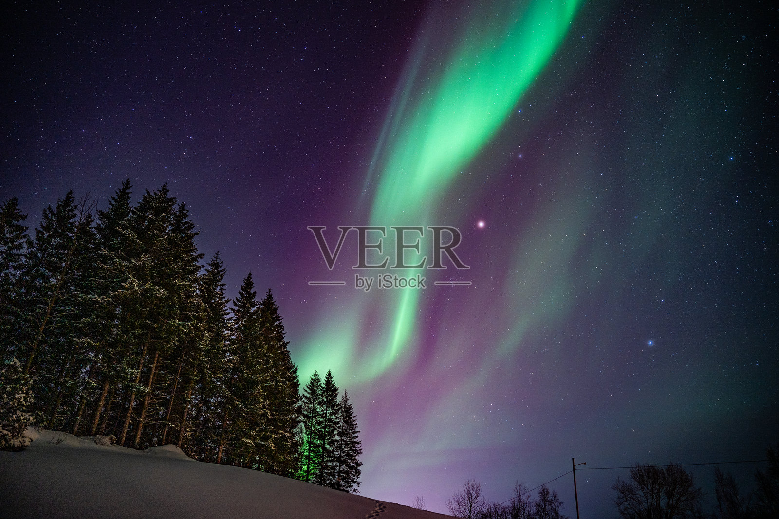 洛弗敦森林上空的北极光照片摄影图片