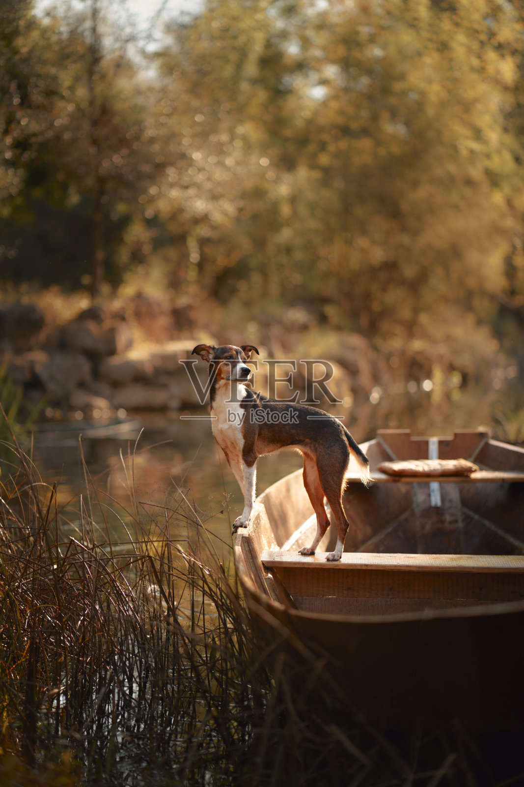 杰克罗素犬站在木船上照片摄影图片