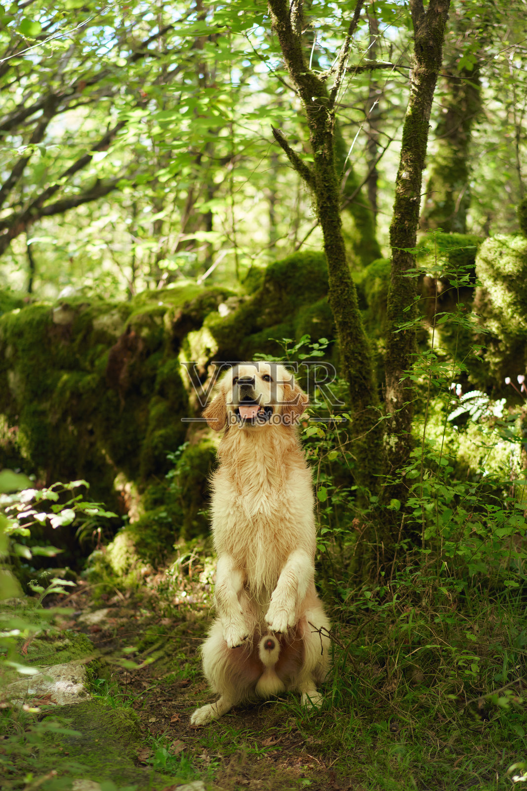 猎犬坐在树荫下照片摄影图片