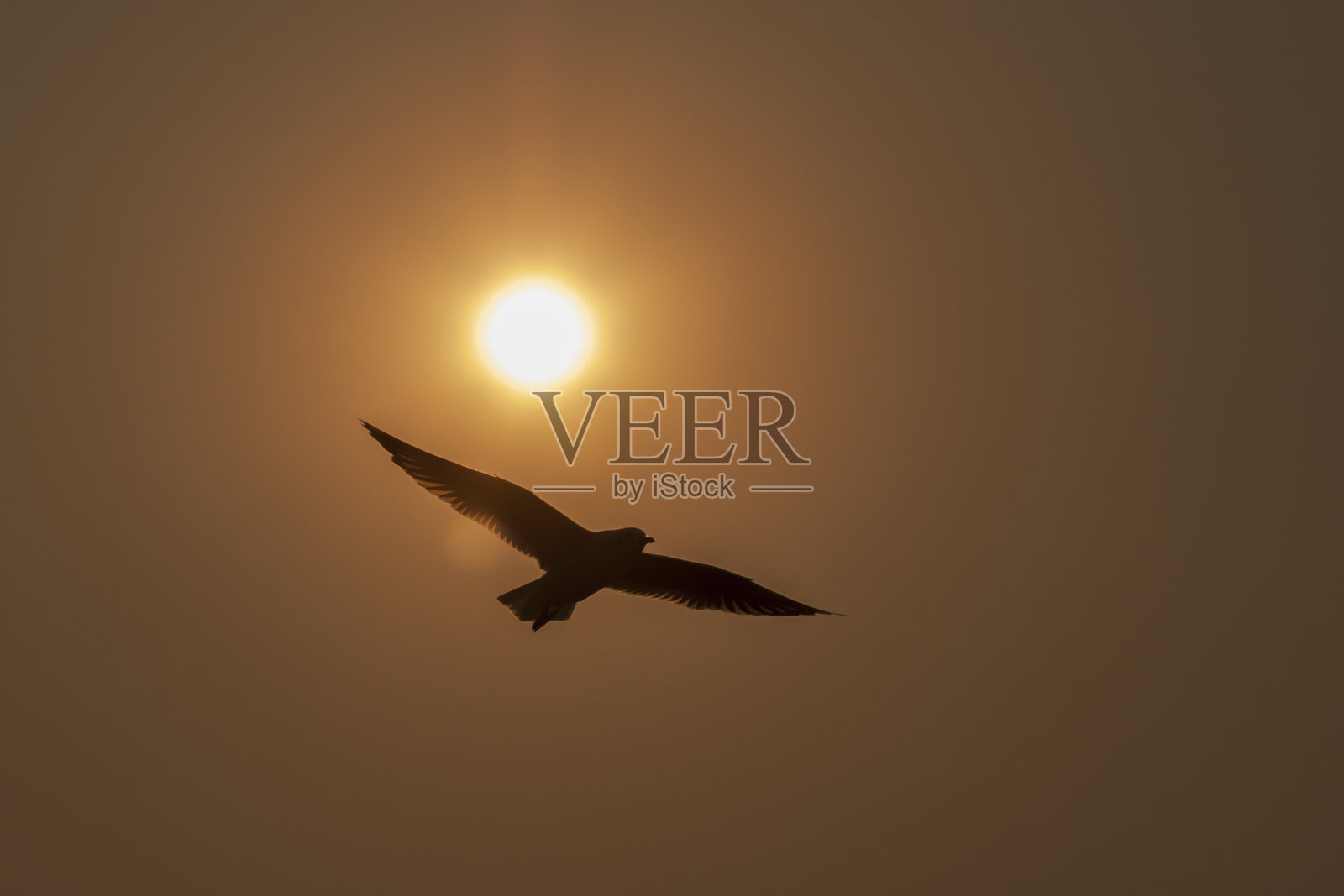 美丽的日落，海鸥在海面上空飞翔。照片摄影图片