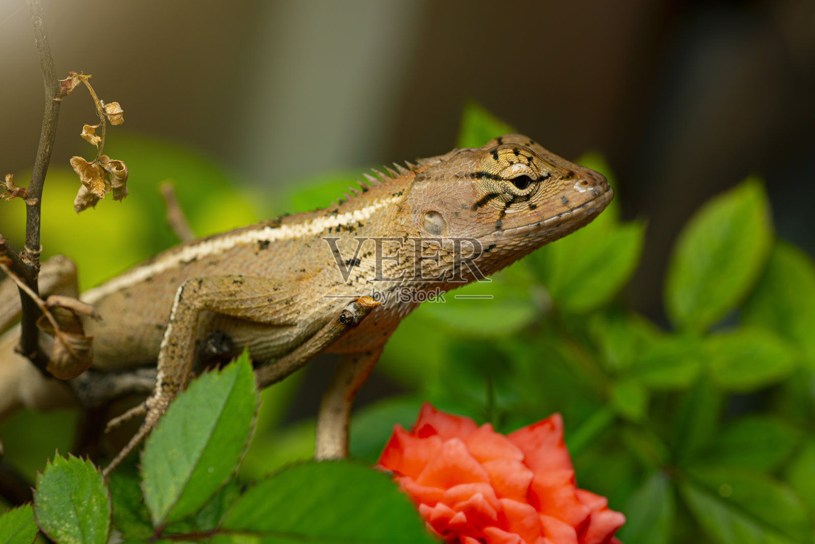 在自然中，蜥蜴或变色龙栖息在树枝上，悬挂着。白天的树上的爬行动物。照片摄影图片
