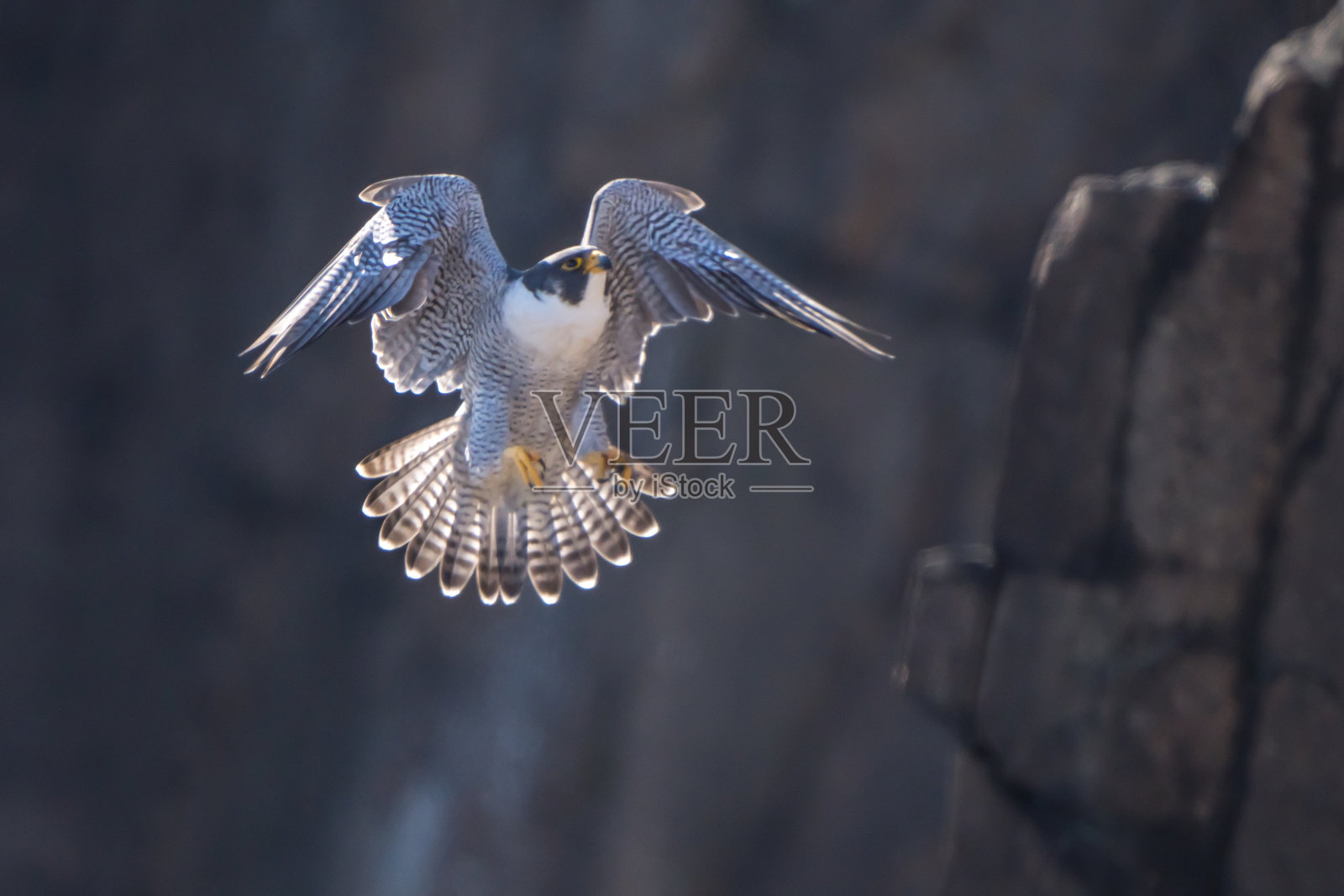 游隼照片摄影图片