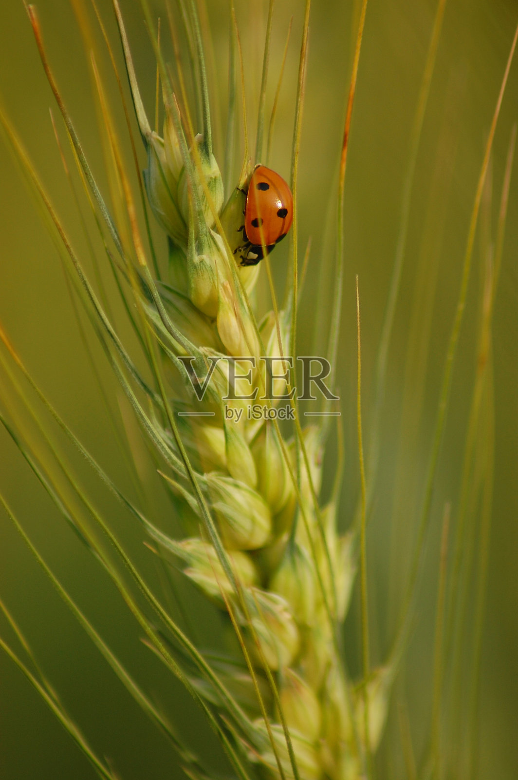 小麦穗上的瓢虫垂直照片照片摄影图片