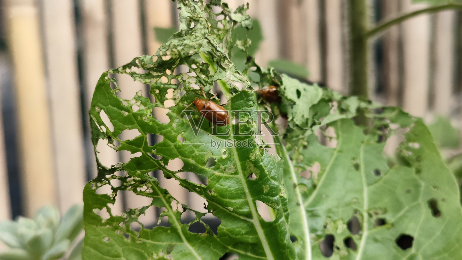 植物昆虫 - 叶甲虫照片摄影图片