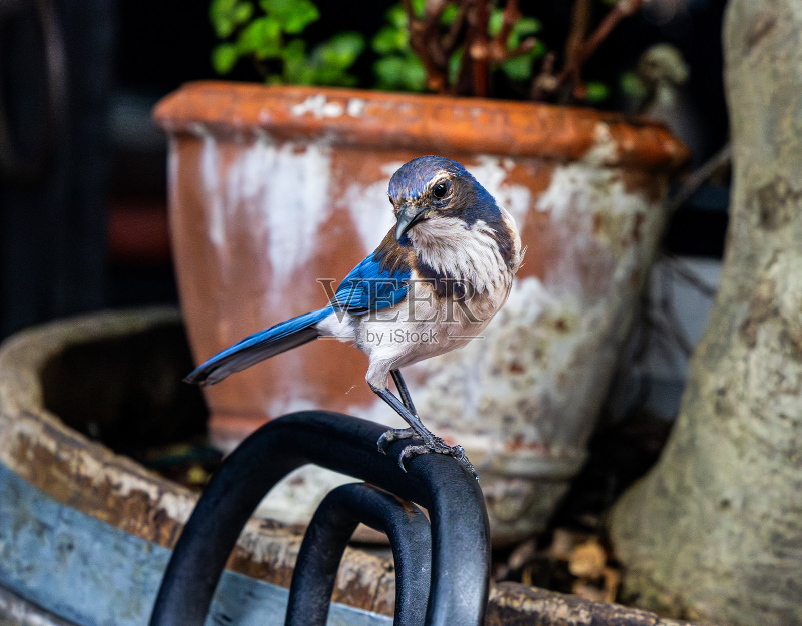 鸟 - 灌木蓝松鸦 #1照片摄影图片