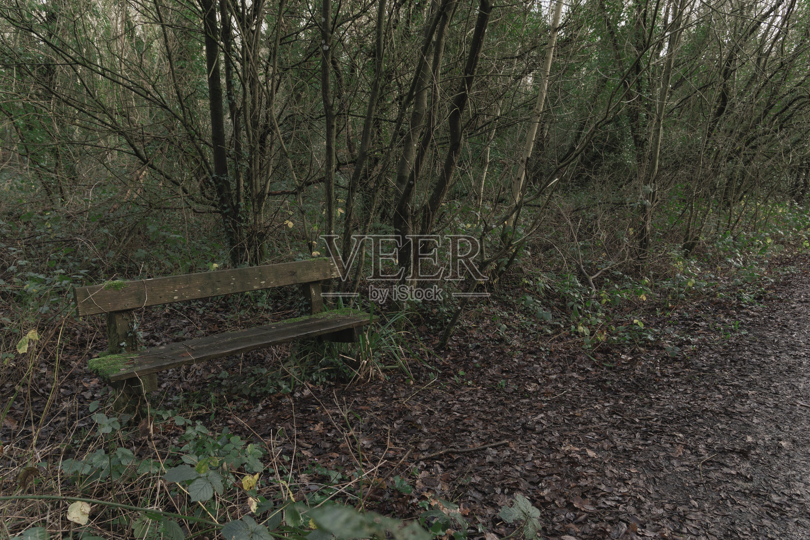 一张长椅坐落在森林中照片摄影图片