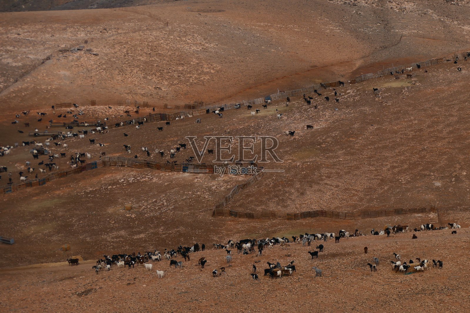 在干旱的景观中，一群山羊，靠近阿瓜斯·韦尔德斯，富埃特文图拉，加那利群岛照片摄影图片