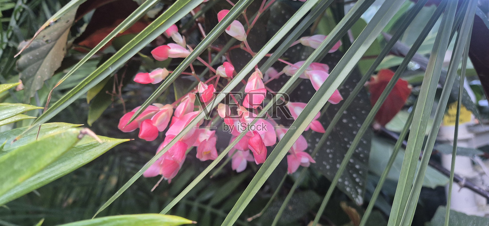 天使翅膀秋海棠照片摄影图片