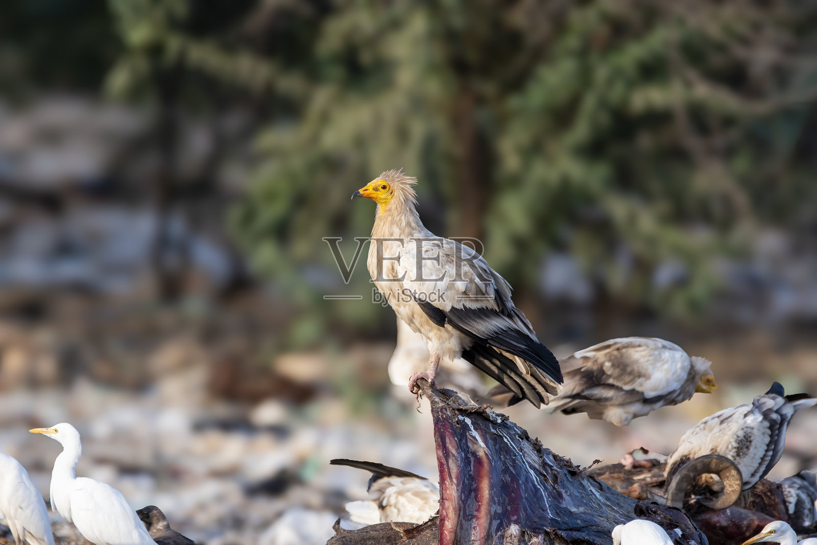 一只成年埃及秃鹫在乔尔比尔秃鹫保护区啄食死去的牛尸。照片摄影图片