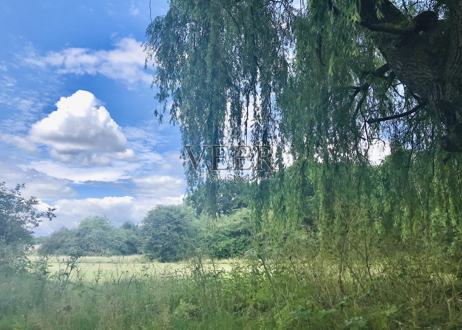 广阔的绿叶白桦树叶如瀑布般垂挂，柳树的绿色藤蔓勾勒出蔚蓝的天空，云朵悠然漂浮。照片摄影图片