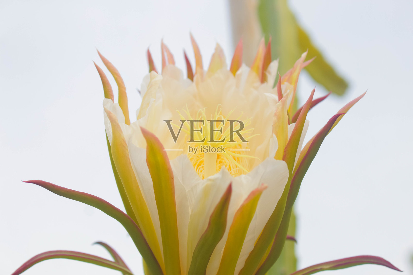 火龙果花 4照片摄影图片