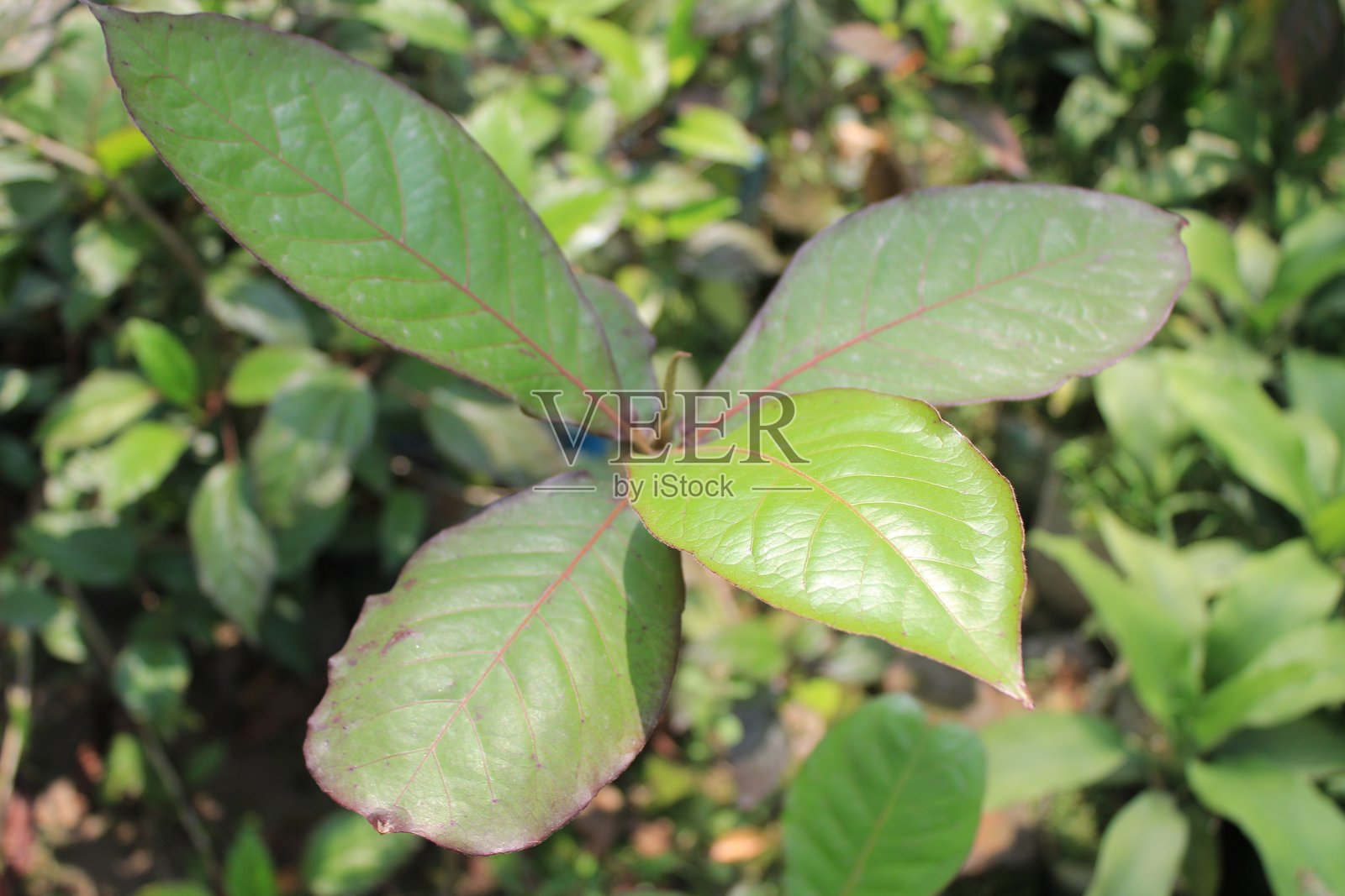 印度杏树叶的特写照片摄影图片