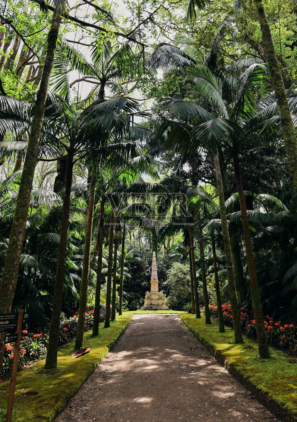 热带花园中的棕榈树小径。照片摄影图片
