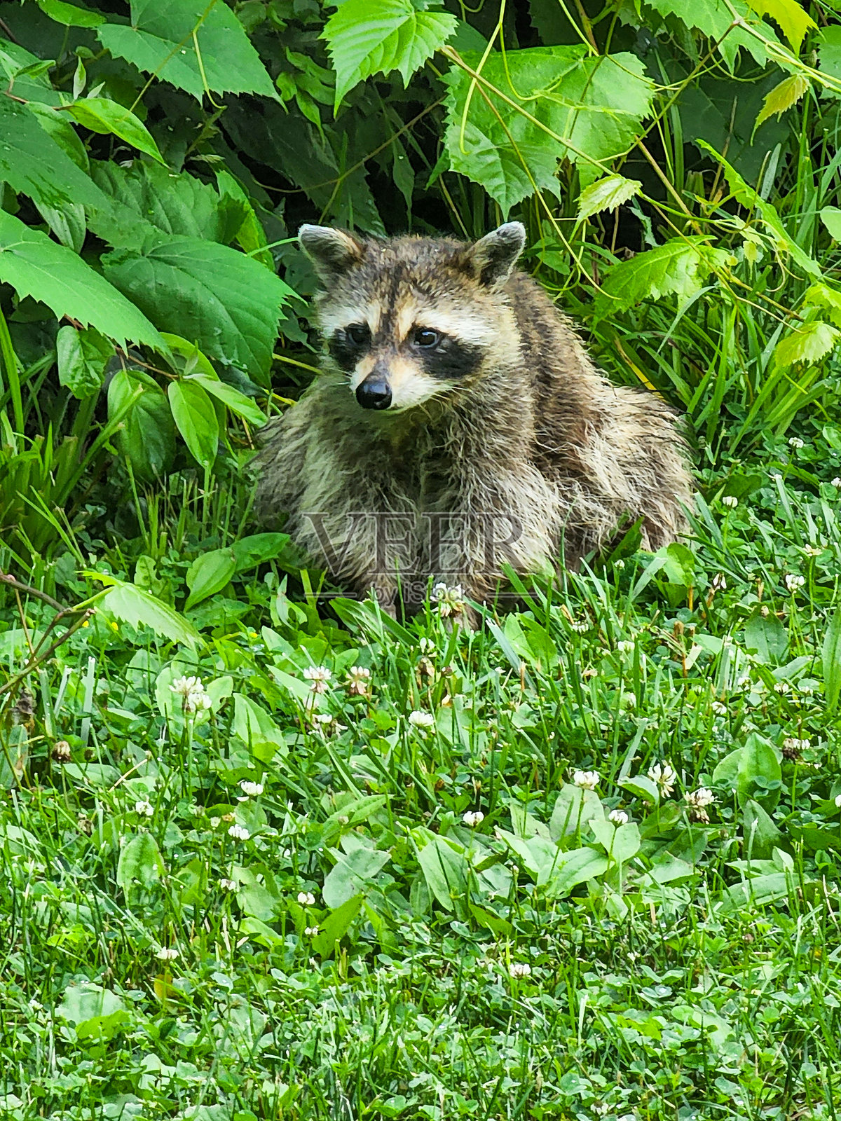 警觉的浣熊照片摄影图片