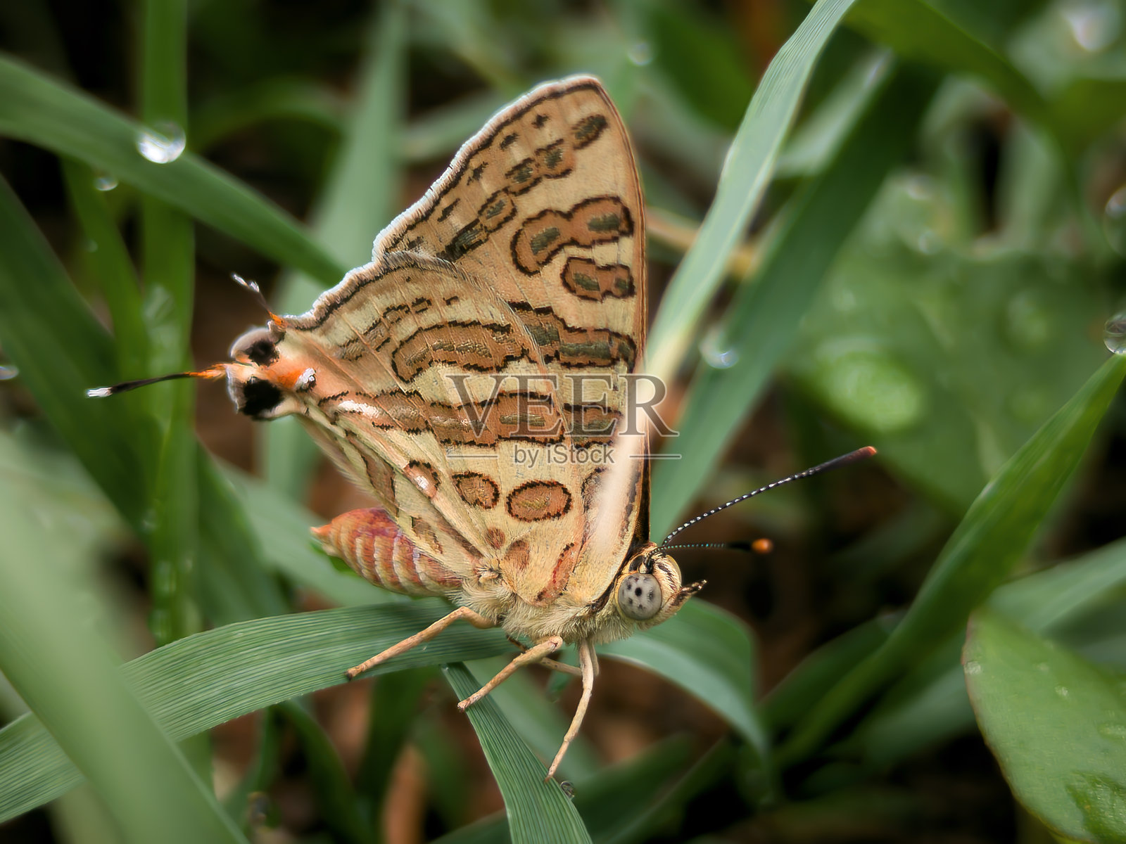 这是一个美丽的蝴蝶栖息在绿叶上的特写镜头。照片摄影图片