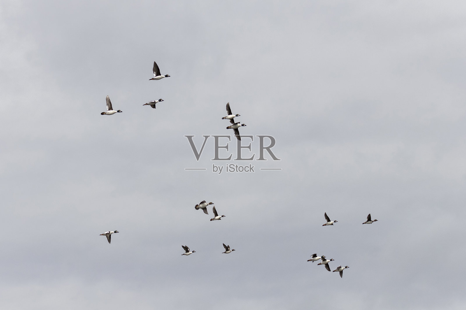 一大群普通金眼鸭在天空中飞翔照片摄影图片