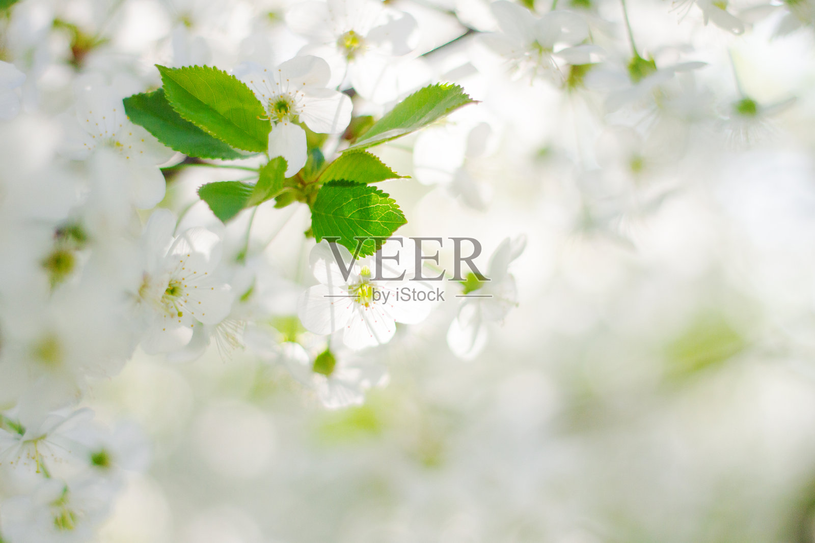 樱花在阳光明媚的照耀下照片摄影图片