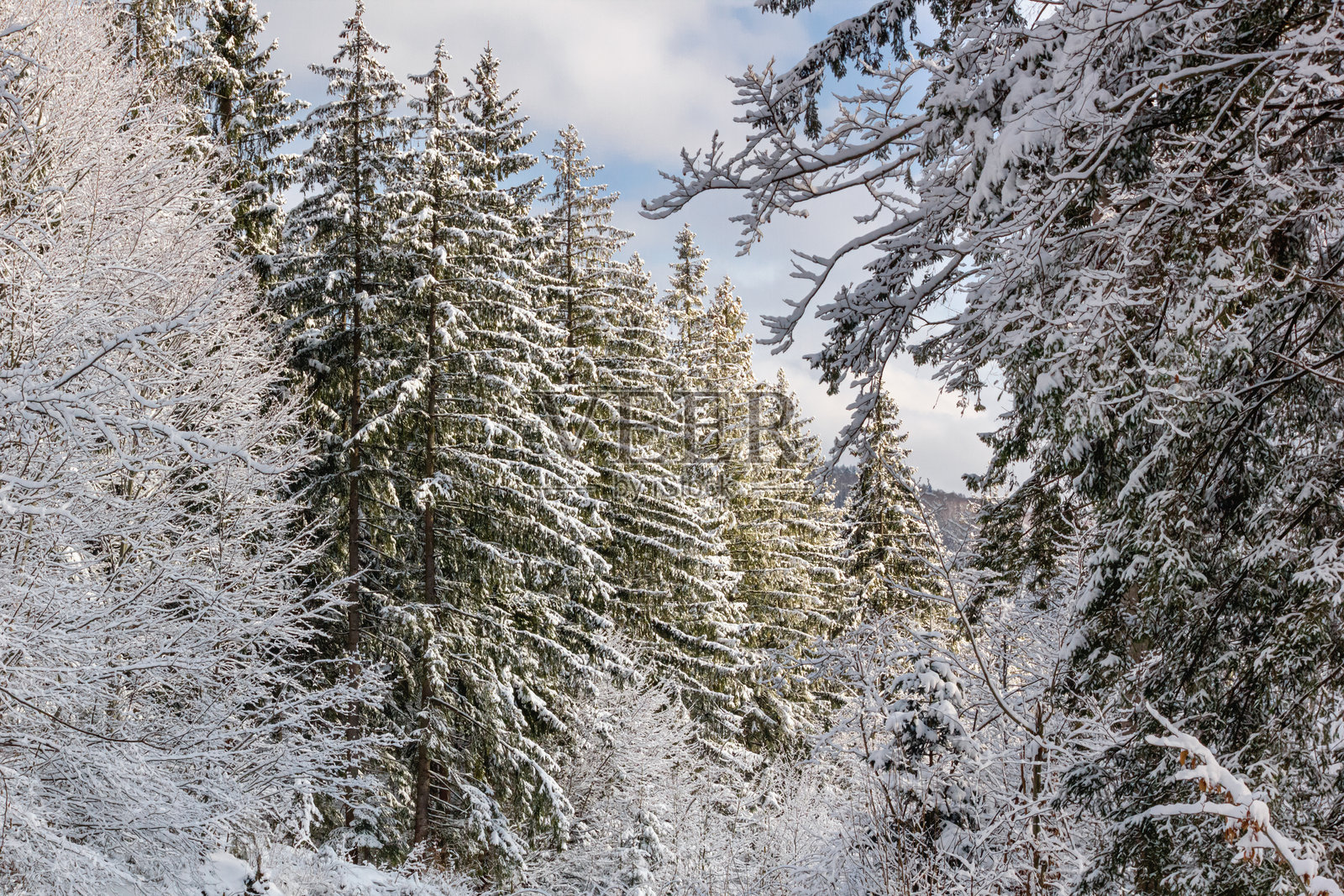 冬季风景 - 雪后冬季森林的景观照片摄影图片